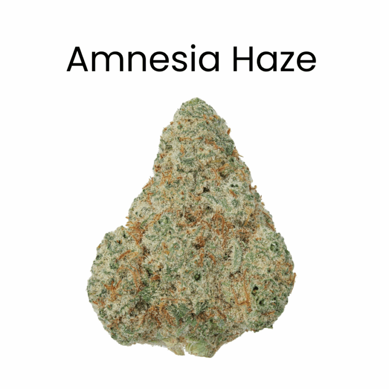 Amnesia Haze THCA